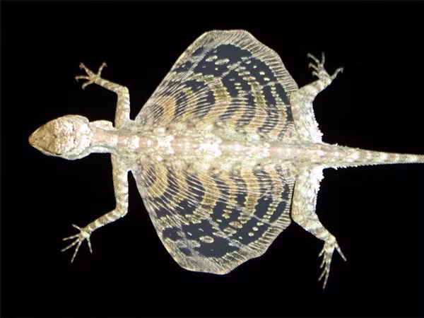 Thằn lằn bay Đông Dương (Draco indochinensis) là một loài sinh vật kỳ lạ có mặt ở nước ta. Nó thuộc họ Agamidae, sống trên cây, ít khi xuống đất. Loài này có chiều dài thân khoảng 10cm, sống tại Campuchia và miền Nam Việt Nam.