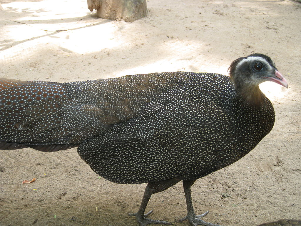 Trĩ sao (Rheinardia ocellata) được xem là một trong những loài chim đẹp nhất tồn tại trong thiên nhiên hoang dã ở Việt Nam. Chúng phân bố nhiều tại vườn quốc gia Bạch Mã, rừng vùng đèo ở A Lưới, khu bảo tồn thiên nhiên Kẻ Gỗ. Do biến động môi trường và săn bắt trái phép, số lượng cá thể trĩ sao đang giảm nhanh.