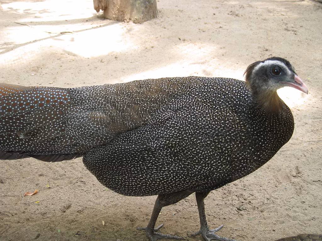 Trĩ sao (Rheinardia ocellata) được xem là một trong những loài chim đẹp nhất tồn tại trong thiên nhiên hoang dã ở Việt Nam. Chúng phân bố nhiều tại vườn quốc gia Bạch Mã, rừng vùng đèo ở A Lưới, khu bảo tồn thiên nhiên Kẻ Gỗ. Do biến động môi trường và săn bắt trái phép, số lượng cá thể trĩ sao đang giảm nhanh.