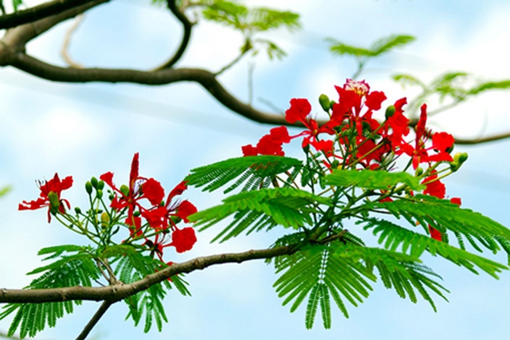 Bai tho Chiec la dau tien duoc Hoang Nhuan Cam viet trong 10 nam?-Hinh-3