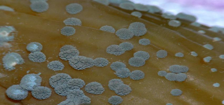 Thứ nhất việc lau, cạo bằng dao, giẻ có thể có thể khiến bào tử nấm phát tán vào môi trường xung quanh mạnh hơn. Thứ hai, việc cạo, lau chỉ loại bỏ phần nấm mốc bám phía bên ngoài chứ không loại bỏ được bào tử nấm mốc ngấm sâu bên trong.