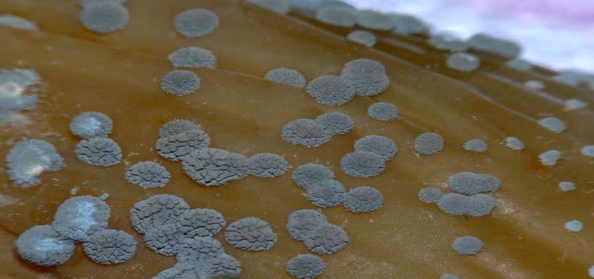 Thứ nhất việc lau, cạo bằng dao, giẻ có thể có thể khiến bào tử nấm phát tán vào môi trường xung quanh mạnh hơn. Thứ hai, việc cạo, lau chỉ loại bỏ phần nấm mốc bám phía bên ngoài chứ không loại bỏ được bào tử nấm mốc ngấm sâu bên trong.