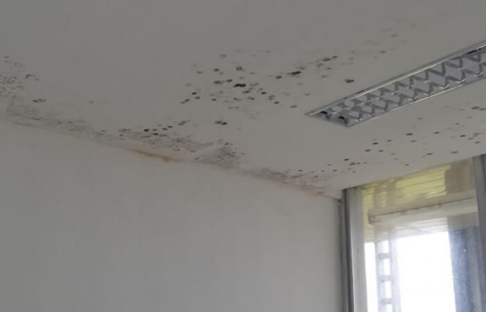 Nếu bào tử dính vào da có thể gây ra các bệnh ngoài ra như ghẻ hắc lào, lang ben... Nếu hít phải, chúng thường xâm nhập vào đường hô hấp gây ho, viêm đường hô hấp, khó thở, mệt mỏi, thậm chí chóng mặt, buồn nôn...