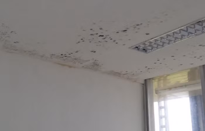 Nếu bào tử dính vào da có thể gây ra các bệnh ngoài ra như ghẻ hắc lào, lang ben... Nếu hít phải, chúng thường xâm nhập vào đường hô hấp gây ho, viêm đường hô hấp, khó thở, mệt mỏi, thậm chí chóng mặt, buồn nôn...