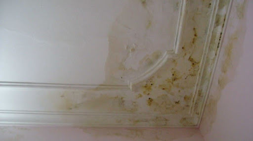 Các loại nấm mốc độc có chứa các bào tử. Những bào tử thường nhỏ như những hạt bụi nhỏ li ti sẽ trôi nổi trong không khí và gây hại cho con người.