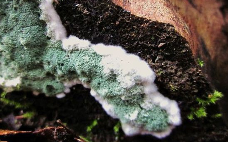 Khi phát hiện nấm mốc, nhiều người lấy giẻ lau hoặc lấy dao hay các vật sắc nhọn cạo sạch những đám mốc. Tuy nhiên cách làm này là vô cùng sai lầm.