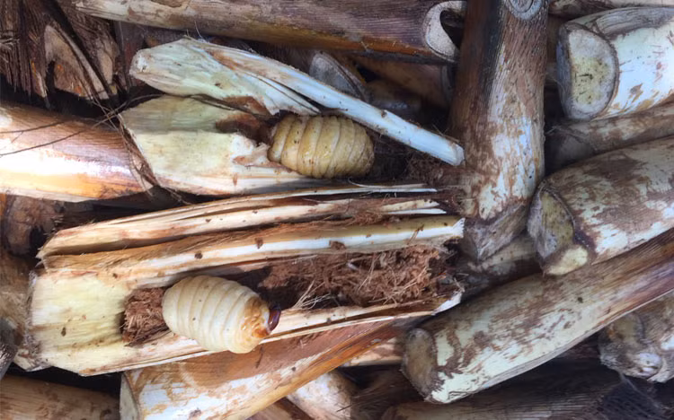 Đuông chà là hiện nay rất hiếm và giá thành khá đắt, do mỗi cây chà là chỉ cho một con đuông, những rừng chà là hoang dại ven biển hiện hầu như đã bị tận diệt.