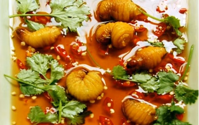 Đuông dừa phá phổ biến. Hàng năm, cứ sau mùa giao phối, bọ kiến dương, một loại bọ cánh cứng, thường chọn cây dừa sung sức để khoét ngọn vào sinh trứng. Khi đọt dừa thối cũng là lúc đuông dừa trưởng thành, mỗi con nằm ở một lỗ. Một thân dừa có thể có hàng trăm con đuông.