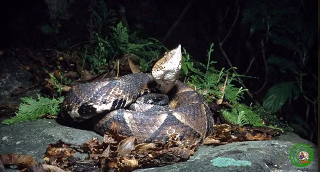 Việt Nam được biết đến là một đất nước có đa dạng sinh học phong phú và mang tính đặc hữu cao, đặc biệt là các loài bò sát và ếch nhái. Cho đến nay Việt Nam hiện là nơi cư ngụ của gần 200 loài rắn. Trong số đó ghi nhận hơn 50 loài rắn độc.