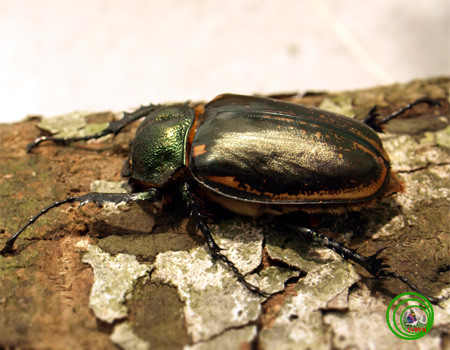 Bọ cua bay hoa (Cheirotonus battareli:): Cá thể trưởng thành thường xuất hiện vào tháng 6 đến tháng 8 ở vùng rừng núi có khí hậu ôn hòa. Đây là loài rất hiếm, trên thế giới mới chỉ thấy ở miền Bắc Việt Nam, Lào và Nam Trung Hoa. Tại Việt Nam, loài côn trùng này có ở Lào Cai (Sa Pa), Cao Bằng (Bảo Lạc) và Vĩnh Phúc (Tam Đảo).