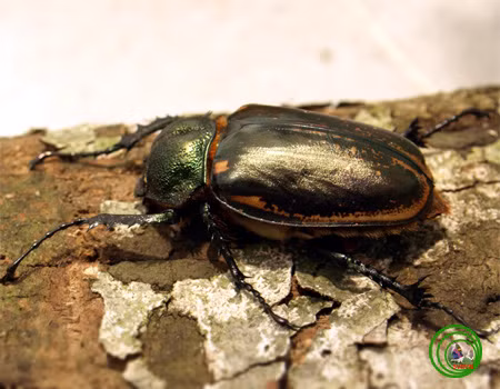 Bọ cua bay hoa (Cheirotonus battareli:): Cá thể trưởng thành thường xuất hiện vào tháng 6 đến tháng 8 ở vùng rừng núi có khí hậu ôn hòa. Đây là loài rất hiếm, trên thế giới mới chỉ thấy ở miền Bắc Việt Nam, Lào và Nam Trung Hoa. Tại Việt Nam, loài côn trùng này có ở Lào Cai (Sa Pa), Cao Bằng (Bảo Lạc) và Vĩnh Phúc (Tam Đảo).