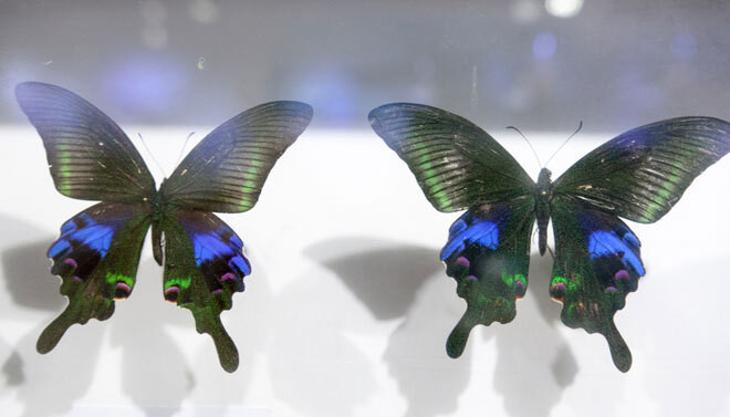 Bướm phượng Aturus còn có tên khác là bướm công xanh, tên khoa học là Papilio arcturus. Bướm có kích thước lớn, thường thấy trong rừng, tán rừng. Ở Việt Nam, loài này ít phổ biến, phân bố ở các khu rừng miền Bắc và Trung Việt Nam. Bướm phượng có hình thái đẹp nên hay bị săn bắt dẫn đến mất sinh cảnh rừng.