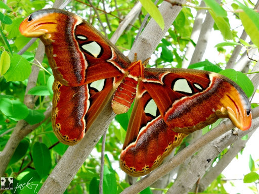 Bướm khế (Attacus atlas): Bướm đêm Atlas, còn gọi là Bướm khế, vì hay đẻ trứng và phát triển trên cây Khế, cũng có nơi gọi Bướm bà. Sải cánh của chúng cũng thuộc loại lớn nhất, từ 25–30 cm (10–12 in). Con cái lớn và nặng hơn con đực. Bướm khế là một trong 3 loài bướm có tên trong Sách đỏ Việt Nam và cũng ở mức rất nguy cấp (CR).
