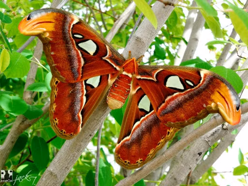 Bướm khế (Attacus atlas): Bướm đêm Atlas, còn gọi là Bướm khế, vì hay đẻ trứng và phát triển trên cây Khế, cũng có nơi gọi Bướm bà. Sải cánh của chúng cũng thuộc loại lớn nhất, từ 25–30 cm (10–12 in). Con cái lớn và nặng hơn con đực. Bướm khế là một trong 3 loài bướm có tên trong Sách đỏ Việt Nam và cũng ở mức rất nguy cấp (CR).