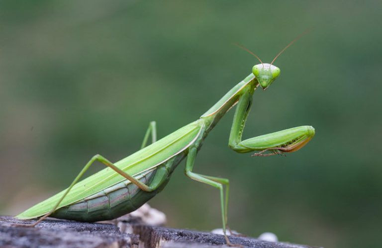 Bọ ngựa thông thường (Mantis religiosa): Bọ ngựa sinh sống khắp trên lãnh thổ Việt Nam. Chúng có nhiều ích lợi, vì tiêu diệt nhiều côn trùng có hại, là vị thuốc đông y và vẻ đẹp trong thiên nhiên. 
