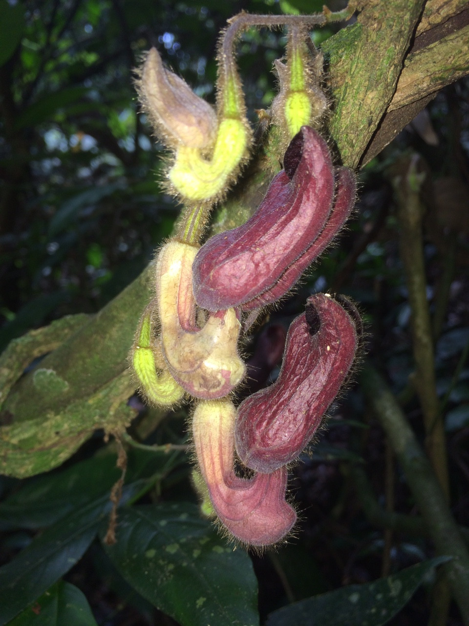 Nha thuc vat hoc ke chuyen di “san” loai moi cho khoa hoc-Hinh-4