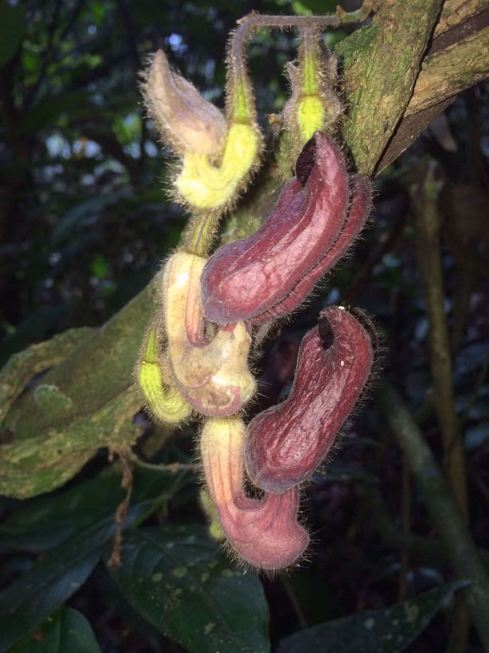 Nha thuc vat hoc ke chuyen di “san” loai moi cho khoa hoc-Hinh-4