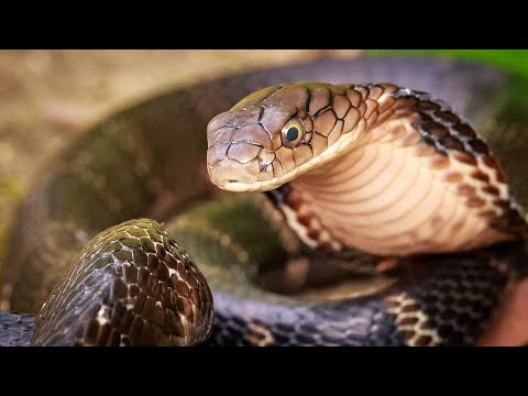 Hổ chúa Ophiophagus hannah: Loài rắn này đang bị đe dọa do mất môi trường sống và được liệt kê là loài sắp nguy cấp trong sách đỏ. Hổ mang chúa là loài rắn độc dài nhất thế giới với chiều dài trung bình từ 3,18 đến 4 mét, cá thể dài nhất từng được ghi nhận là 5,85 m. 