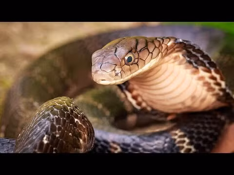 Hổ chúa Ophiophagus hannah: Loài rắn này đang bị đe dọa do mất môi trường sống và được liệt kê là loài sắp nguy cấp trong sách đỏ. Hổ mang chúa là loài rắn độc dài nhất thế giới với chiều dài trung bình từ 3,18 đến 4 mét, cá thể dài nhất từng được ghi nhận là 5,85 m. 