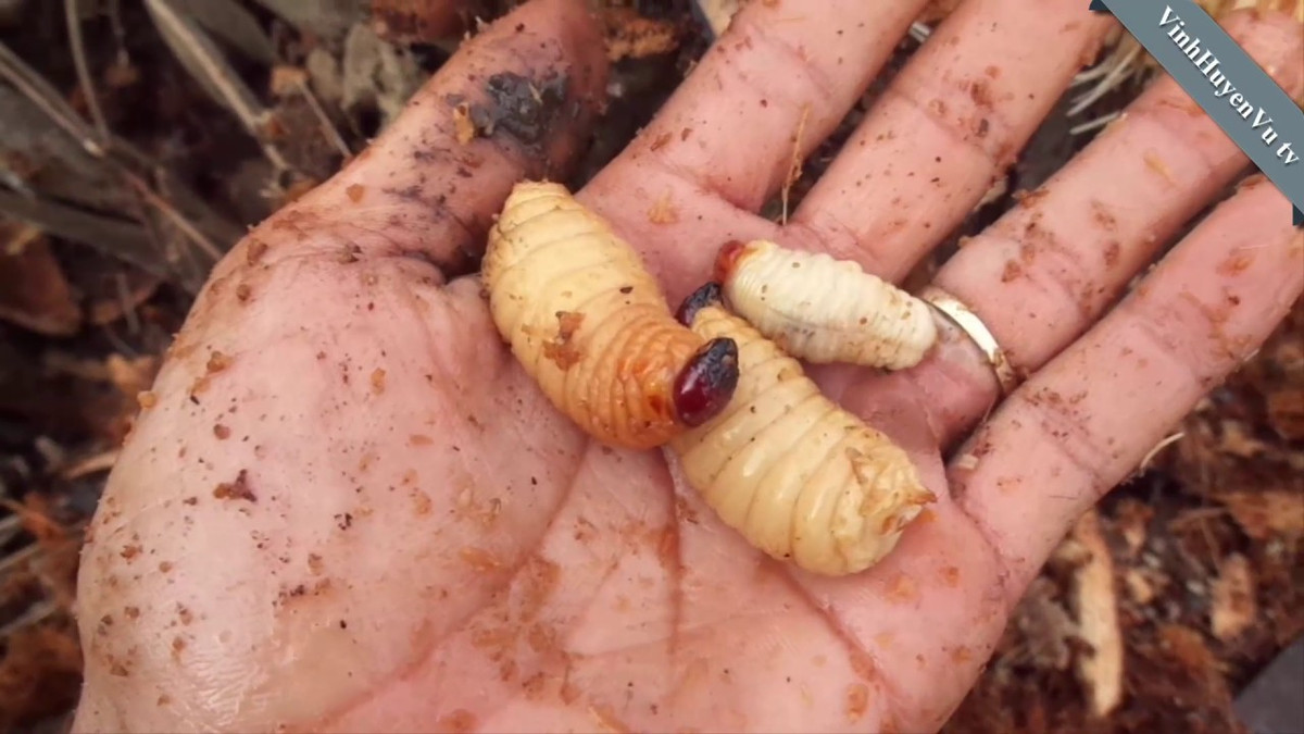 Những cây cọ sau khi chặt hạ, bọ cánh cứng sẽ đục lỗ đẻ trứng, trứng nở thành ấu trùng và phát triển thành đuông cọ. Từ khi chặt cây đến lúc bắt lấy đuông trong khoảng thời gian 2 tháng. Lúc này nếu không khai thác đuông cọ sẽ già và mọc cánh bay đi.