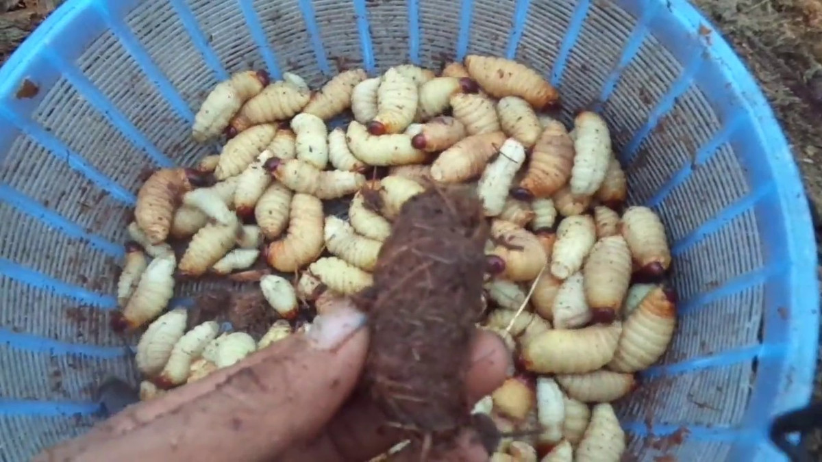 Tuy nhiên, đuông cọ có chứa chất gây dị ứng. Bên cạnh đó, một số bào tử nấm độc từ môi trường bên ngoài có thể nhiễm vào đuông cọ. Các bào tử này trở thành nấm có độc tính cao khi vào cơ thể con người. Đây là nguyên nhân một số người ăn đuông cọ bị ngộ độc.