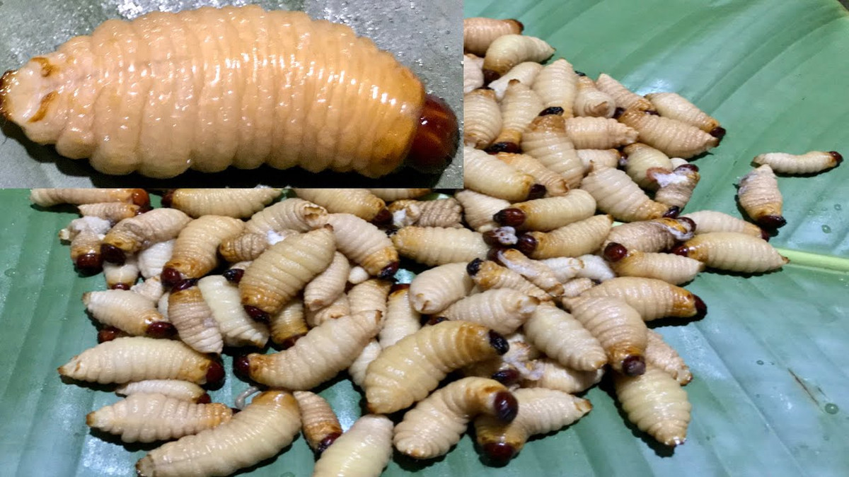 Cũng giống như đuông cọ, đuông dừa, đuông chà là chứa nhiều chất dinh dưỡng. Tuy nhiên, những loại đặc sản thơm ngon béo ngậy này cũng tiềm ẩn nhiều nguy cơ. Không ít người ăn đuông bị ngứa, dị ứng.