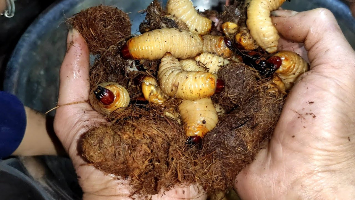 Cùng với đuông cọ, trong họ nhà đuông, đuông dừa và đuông chà là khá nổi tiếng. 