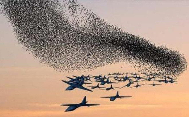 Tổ hợp UAV bầy đàn đang được nghiên cứu chế tạo nói trên, được đặt tên là “Molnhia” (Tia chớp). Các UAV của hệ thống này sẽ được phóng một loạt thành bầy từ một máy bay, phương tiện mang để chọc thủng hệ thống phòng không của đối phương hoặc tiến hành các chiến dịch tác chiến điện tử theo nhóm, trong đội hình cùng máy bay có người lái.