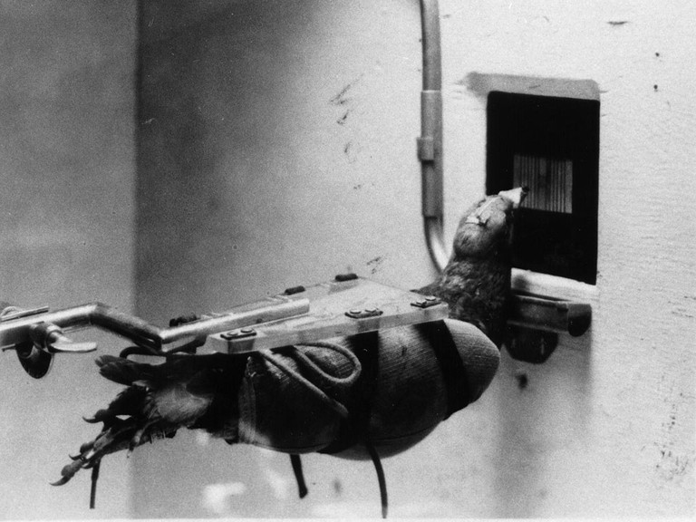 Những chú bồ cầu này sẽ được cho vào khoang mũi tên lửa trong đó có gắn video mục tiêu và được huấn luyện mổ thức ăn theo hướng đó. Cứ như vậy sẽ dẫn tên lửa tới mục tiêu mà không bị lệch hướng. Song dự án này cũng bị bỏ xó, vì đào tạo bồ câu quá mất thời gian và khó khăn. 