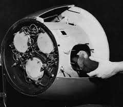 Thứ hai là dùng bồ câu dẫn đường cho tên lửa, để khắc phục hành trình tên lửa khỏi trệch hướng mục tiêu do bị radar đối phương làm nhiễu sóng, quân đội Mỹ từng đưa ra ý tưởng dùng bồ câu để dẫn đường cho tên lửa. 