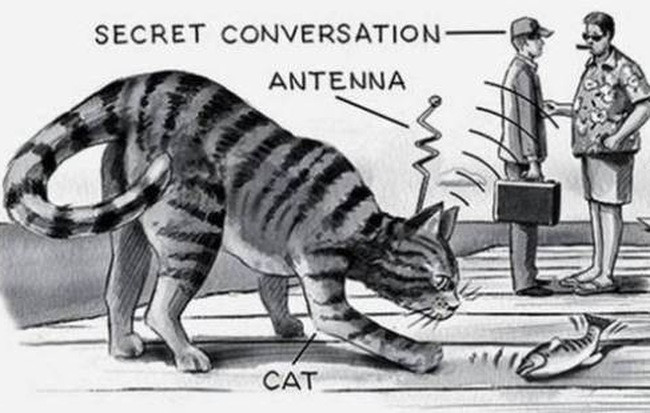 Thứ ba là mèo làm gián điệp, Cục tình báo Mỹ sử dụng mèo để do thám điện Kremlin và các đại sứ quán Liên Xô. Những chú mèo gián điệp được trang bị ăng-ten và một microphone để ghi lại các cuộc hội thoại quan trọng. Nhưng khi mèo đói thì sẽ nhảy đi chỗ khác tìm kiếm ăn, nên dự án trị giá 20 triệu USD này đã bị hủy bỏ vào năm 1967. 