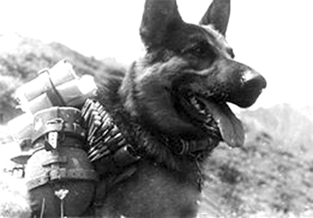 Khi thả trên chiến trường, đội quân đặc biệt này đã diệt hàng trăm xe tăng của quân Đức. Nhưng sau đó quân đội Đức đã lên kế hoạch bắn tất cả các con chó xuất hiện trên chiến trường và dùng lửa để đuổi chó làm vô hiệu hóa đáng kể đội quân này. 