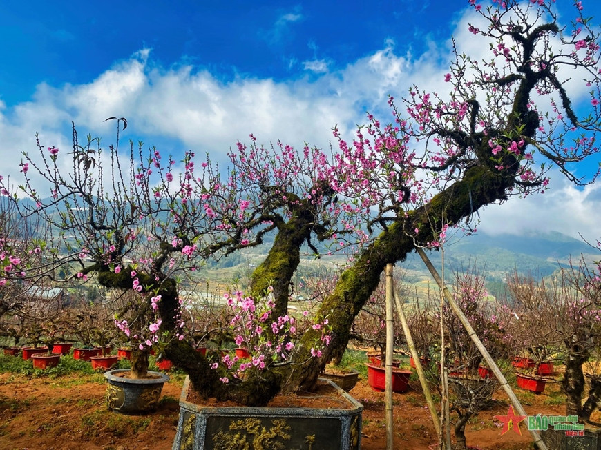 Chiêm ngưỡng vườn đào cổ Sa Pa – tinh túy của núi rừng Tây Bắc - Hình 2 Chiem nguong vuon dao co Sa Pa – tinh tuy cua nui rung Tay Bac-Hinh-2