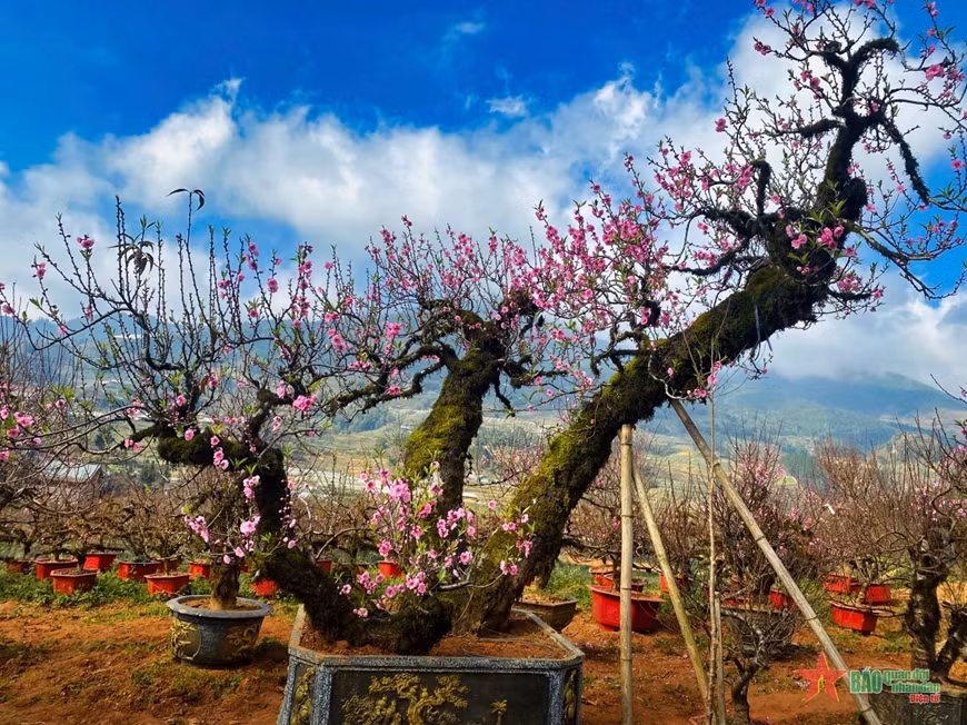 Chiem nguong vuon dao co Sa Pa – tinh tuy cua nui rung Tay Bac-Hinh-2