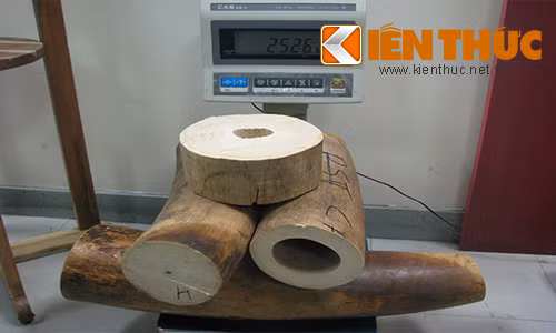 Nhieu nga voi, sung te giac tuon ve Viet Nam bi bat giu-Hinh-2