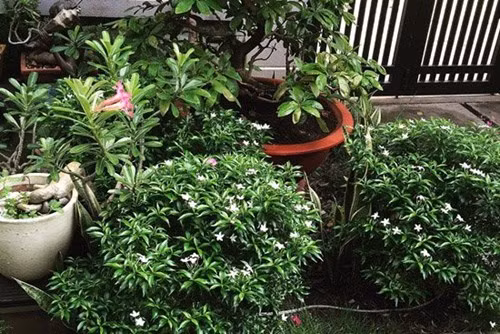 Ngoài phòng ngủ của mình, Cao Thái Sơn còn thiết kế thêm hai phòng ngủ để người thân, bạn bè ghé nhà có chỗ nghỉ. Điểm chung thú vị giữa tất cả những ngôi nhà của anh là luôn có rất nhiều… gấu bông.