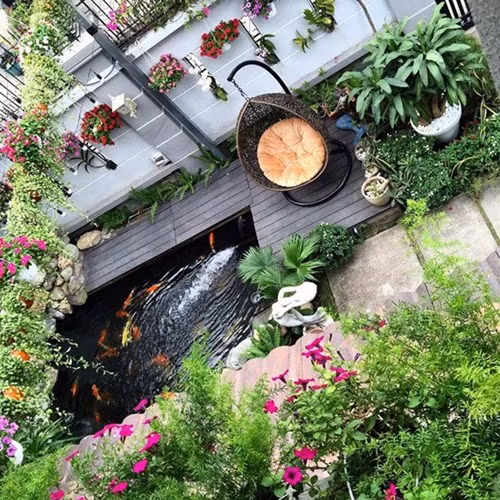 Cận cảnh hồ cá Koi ở nhà Cao Thái Sơn.