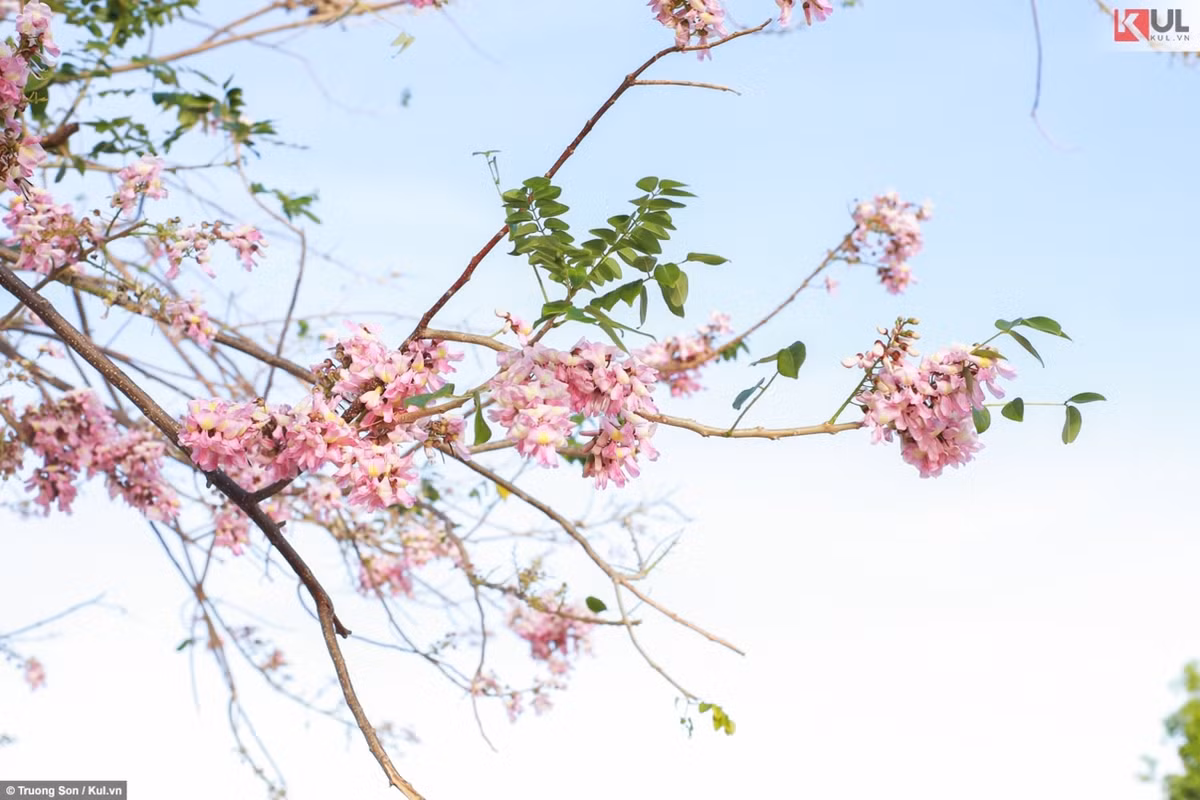 Mùa xuân năm nào cũng vậy, hoa đỗ mai và keo lá tràm cũng nở bạt ngàn làm ngây ngất lòng người.