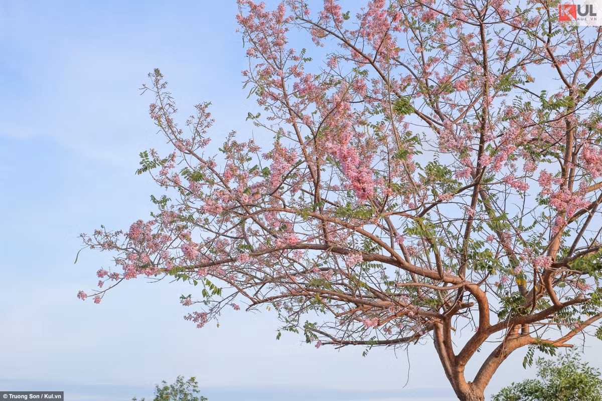 "Anh đào xứ biển" e ấp trong gió.