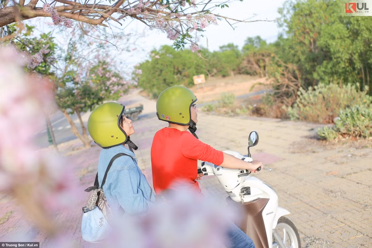 Vừa cảm nhận không khí trong lành của những làn gió biển, vừa được dịp ngắm hoa anh đào là một trong những điều may mắn nhất, cảm giác đó thật thư thái và bình yên.