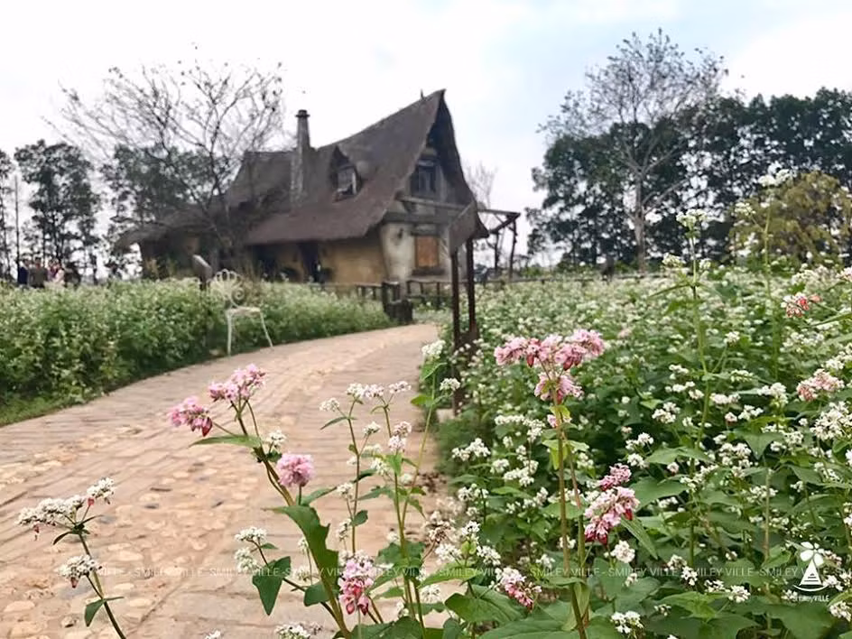 Nhắc đến tam giác mạch người ta thường liên tưởng ngay đến mảnh đất Hà Giang. Những cánh đồng hoa bạt ngàn sắc trắng xen lẫn với hồng tím, điệp với màu lá xanh, nổi bật giữa núi rừng hùng vĩ.