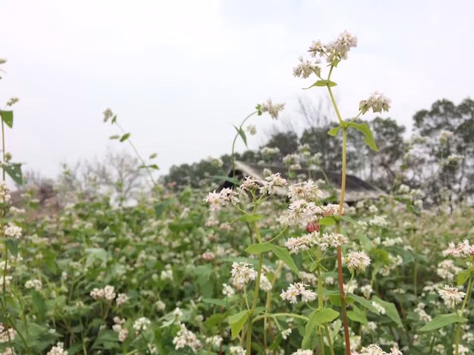 Vẻ đẹp của những nụ hoa bé tí tí trông thì yểu điệu, mỏng manh thường chỉ thấy ở nơi Hà Giang xa xôi, nay tô điểm cho Hà Nội, khiến khung cảnh nên thơ mà không phải chốn nào cũng có.