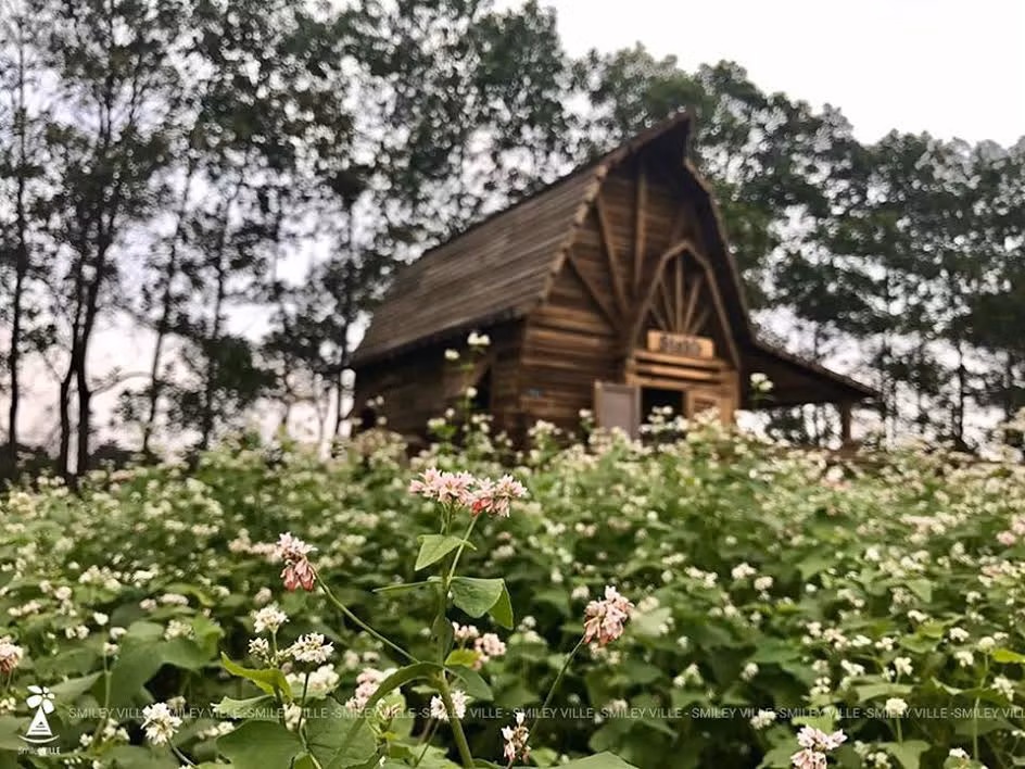 Ngắm nhìn vẻ đẹp quyến rũ của vườn hoa tam giác mạch sẽ khiến bất kỳ ai cũng xao xuyến, ngỡ ngàng làm trỗi dậy cảm xúc thăng hoa đối với những người đã quen cuộc sống đời thường nơi phố thị và đánh thức nỗi nhớ trong lòng những ai thích chinh phục bao điều kỳ thú của thiên nhiên. Ảnh: FB Smiley Ville.