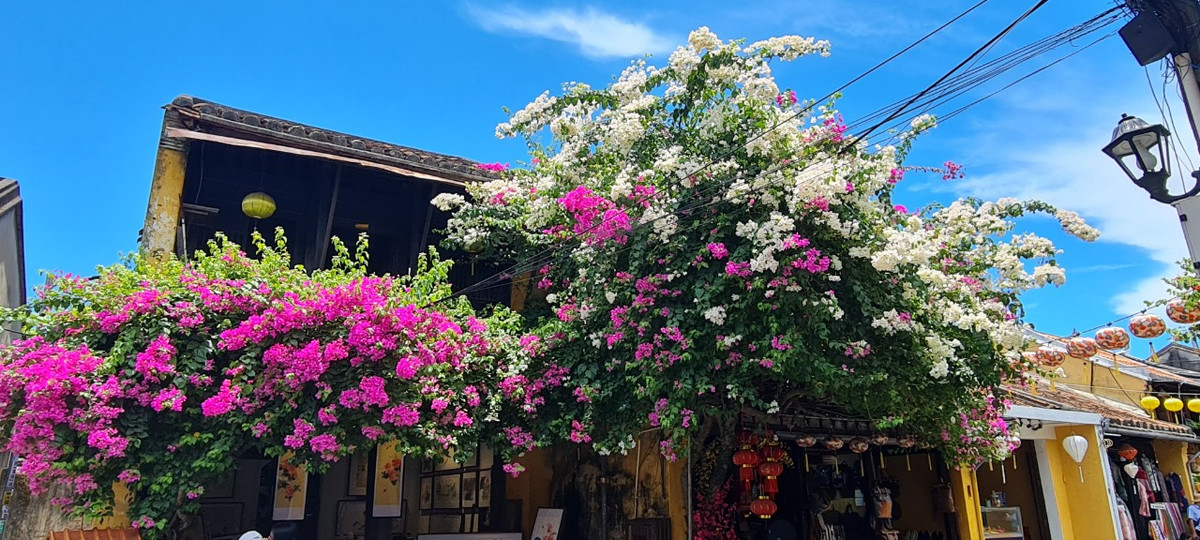 Dạo bước trên những con phố đi bộ, ngắm nhìn những ngôi nhà cổ kính vàng rực thấp thoáng sắc hồng, sắc đỏ cùng vẻ đẹp mộc mạc, thanh khiết của loài hoa giấy mang đến cho du khách một cảm giác bình yên khó tả.