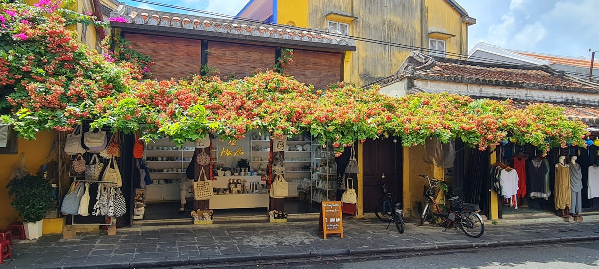 Loài hoa này thường kết thành giàn và len theo những mái hiên nhà cổ rồi rũ xuống một cách lãng mạn và nhiều hoài niệm.