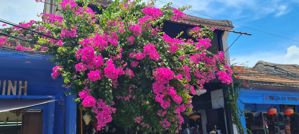 Những giàn hoa giấy tuyệt đẹp cũng là tọa độ sống ảo mỏi tay, mang về những tấm ảnh "triệu view" cho du khách trên hành trình khám phá di sản đặc biệt này.