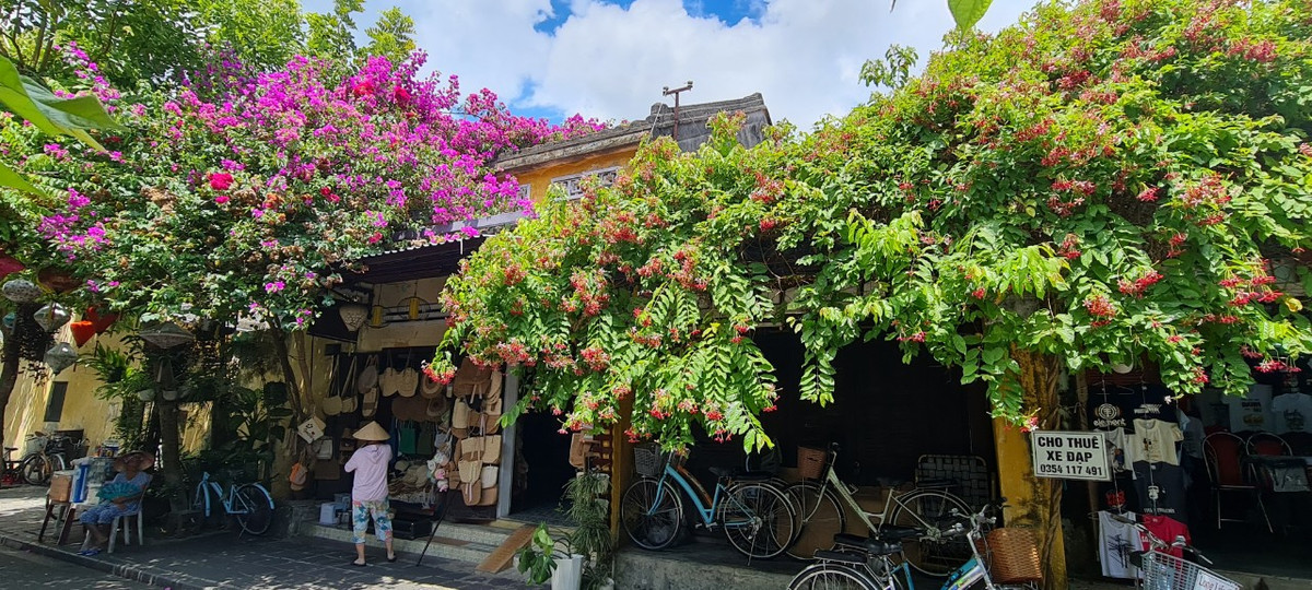 Bên cạnh những giàn hoa giấy đủ sắc màu, điểm tô trên những mảng tường vàng rực rỡ của phố cổ còn có hoa sử quân tử, loài hoa nhẹ nhàng len lỏi, lan tỏa và rực rỡ cả một góc không gian.