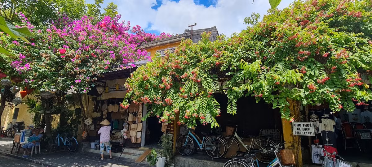 Bên cạnh những giàn hoa giấy đủ sắc màu, điểm tô trên những mảng tường vàng rực rỡ của phố cổ còn có hoa sử quân tử, loài hoa nhẹ nhàng len lỏi, lan tỏa và rực rỡ cả một góc không gian.