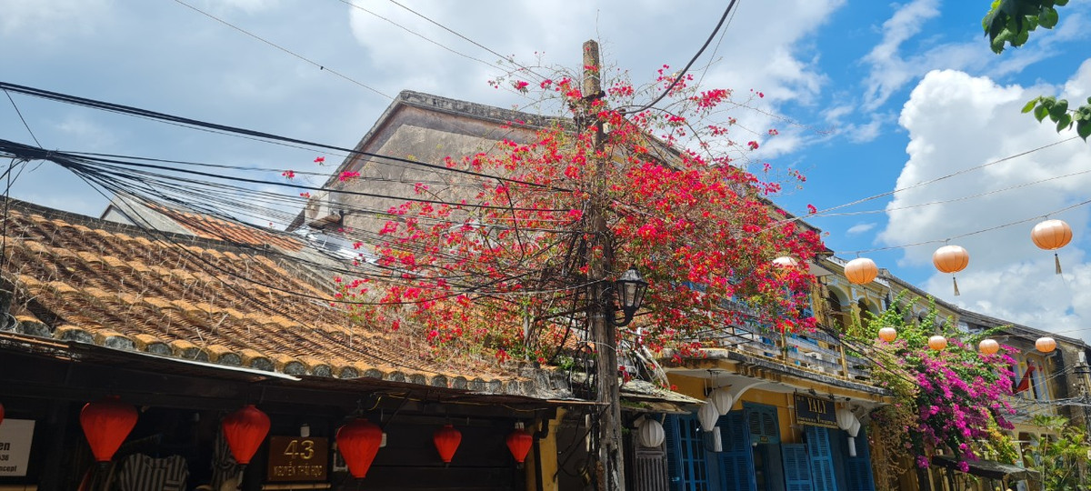 Những giàn hoa giấy đủ sắc: đỏ, hồng, vàng, trắng bung nở rực rỡ trong nắng hè.