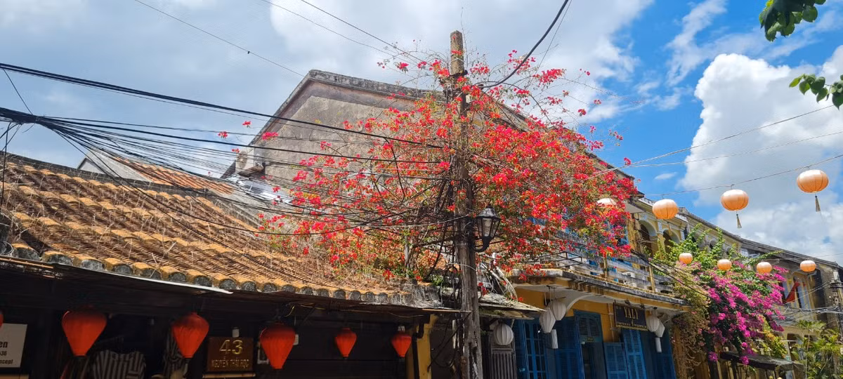 Những giàn hoa giấy đủ sắc: đỏ, hồng, vàng, trắng bung nở rực rỡ trong nắng hè.